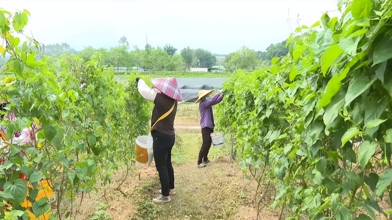 肇庆土特产农产品,肇庆最好的农业产业
