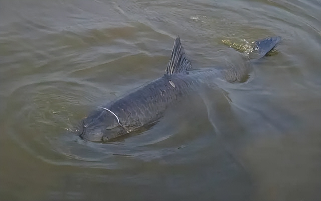 钓鱼人必知的鱼类,钓鱼人钓到哪些超级大的鱼