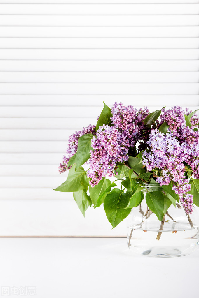 丁香花又开王可儿演唱完整版,丁香花似乎开得格外茂盛