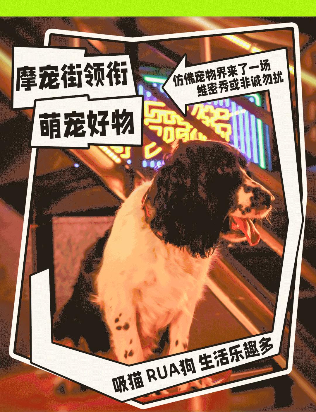 徐州宠物市集太好逛了！别走开，“立冬暖食市集”周末喷香开市