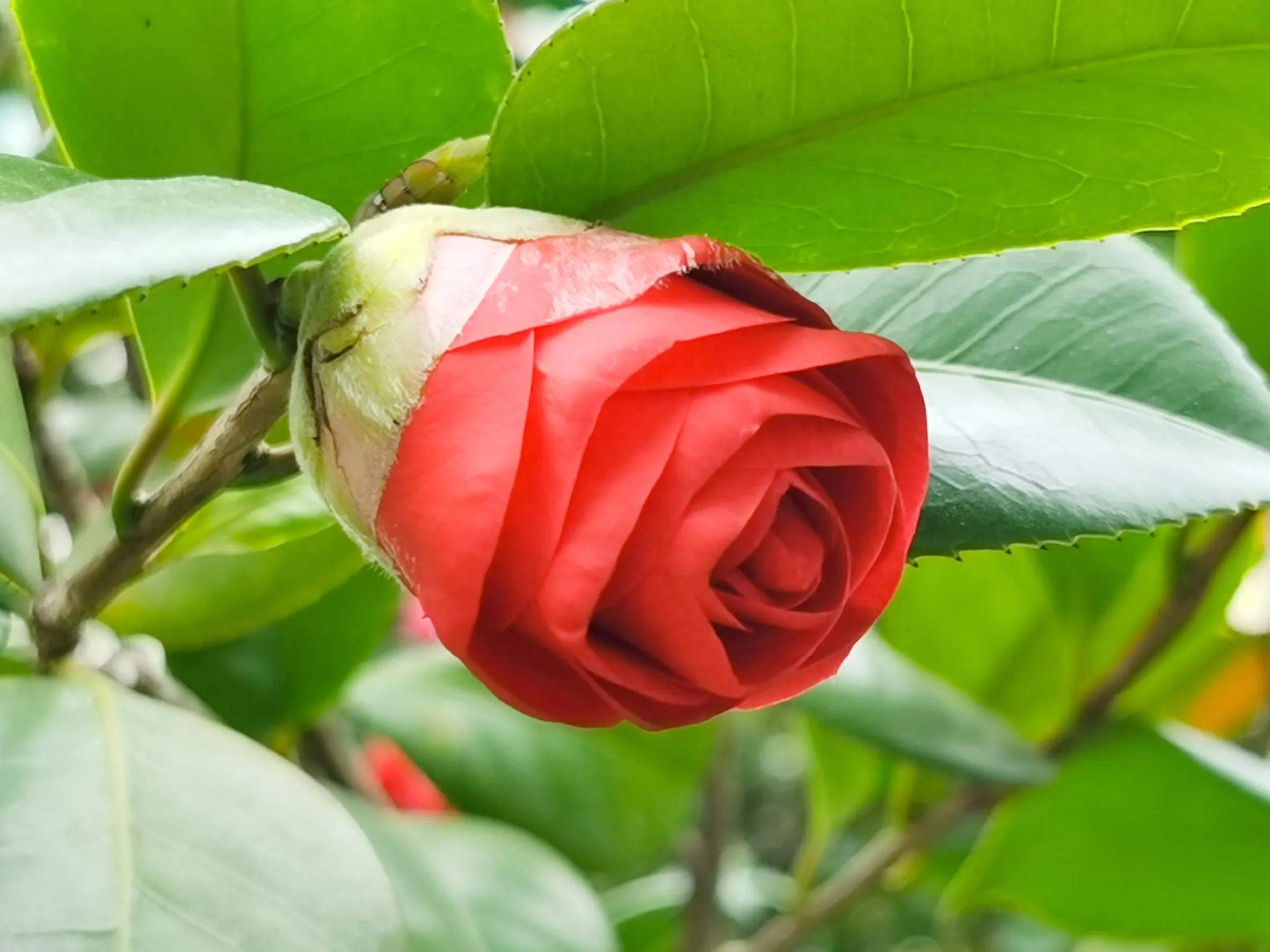 春夏之交，越来越多的花含苞欲放，这一百种娇媚蓓蕾真是美不胜收