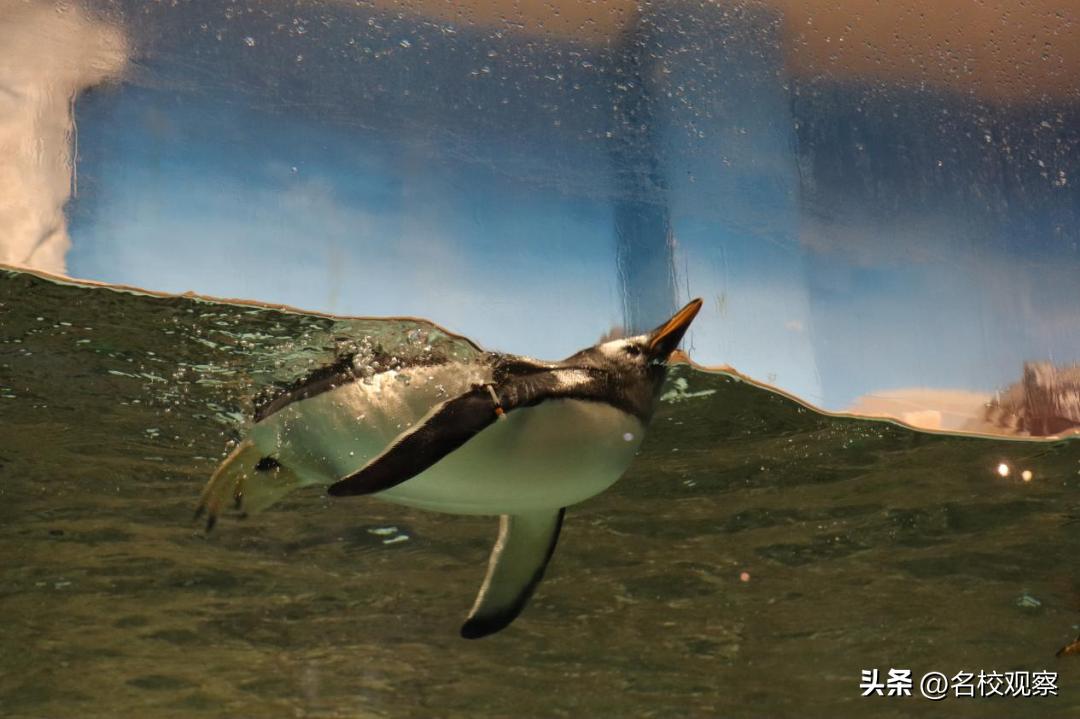 蔚蓝做苍穹，鱼儿变繁星！新川学子，走进浩海立方，探秘无限海洋