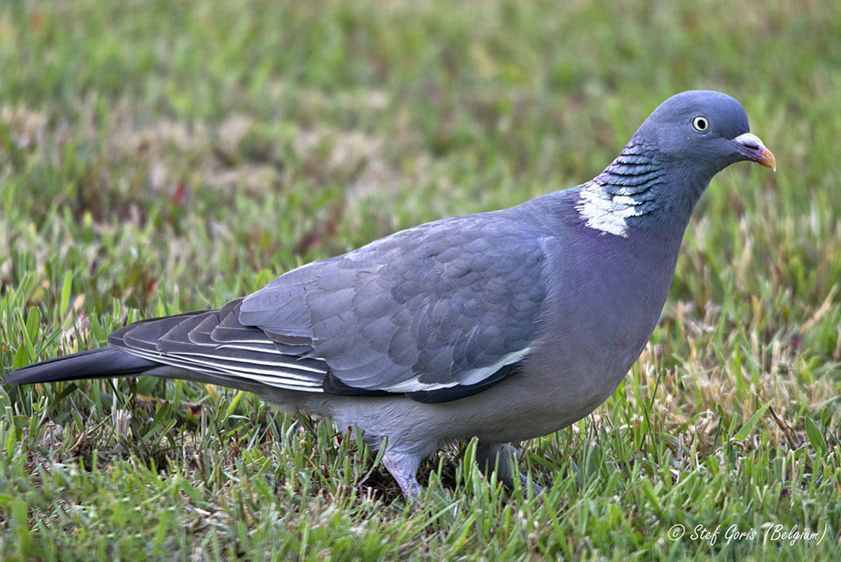 什么宠物对纯素食者最好,好养且可以食用的宠物有哪些