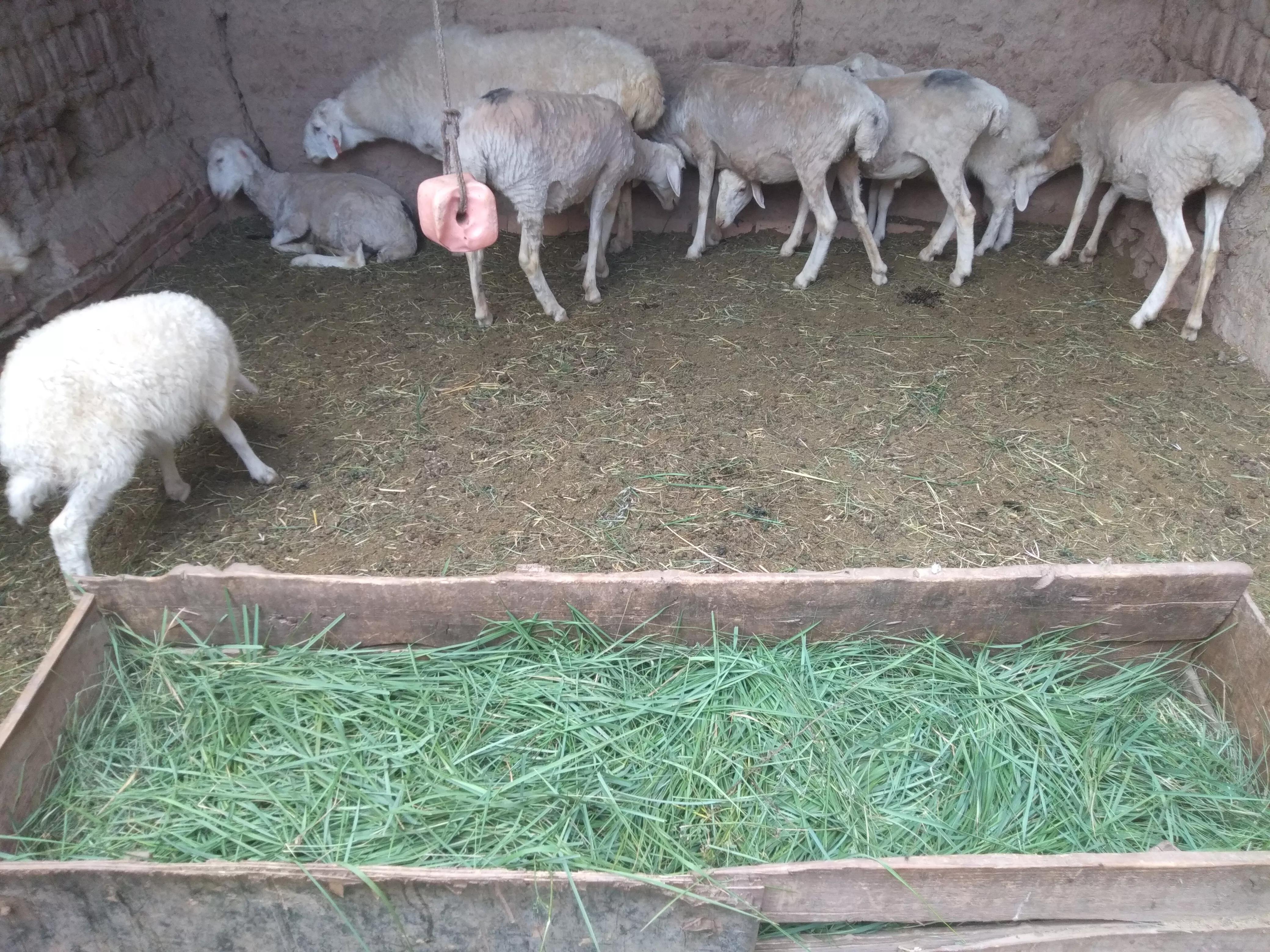 羊价为什么会跌这么多,最近几年羊价走势如何