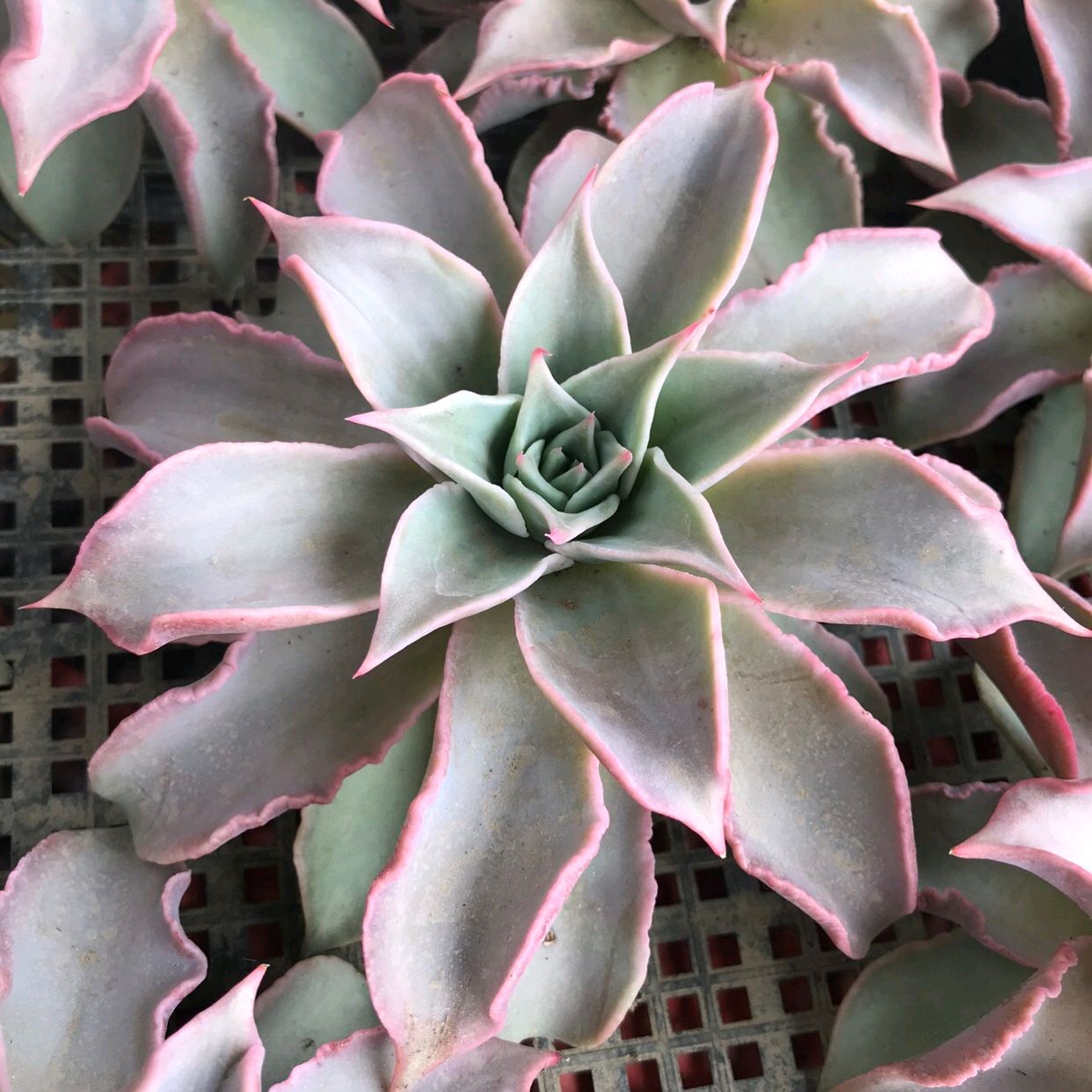 夏季养多肉注意点,夏季养多肉会生虫