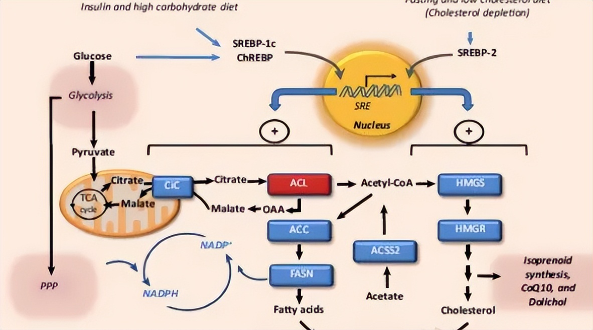 其他植物的类固醇合成难道不需要薯蓣作为参考吗？