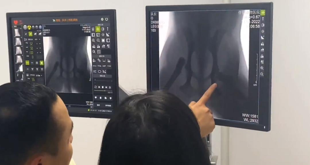 在北美，狗比人还“卷”？