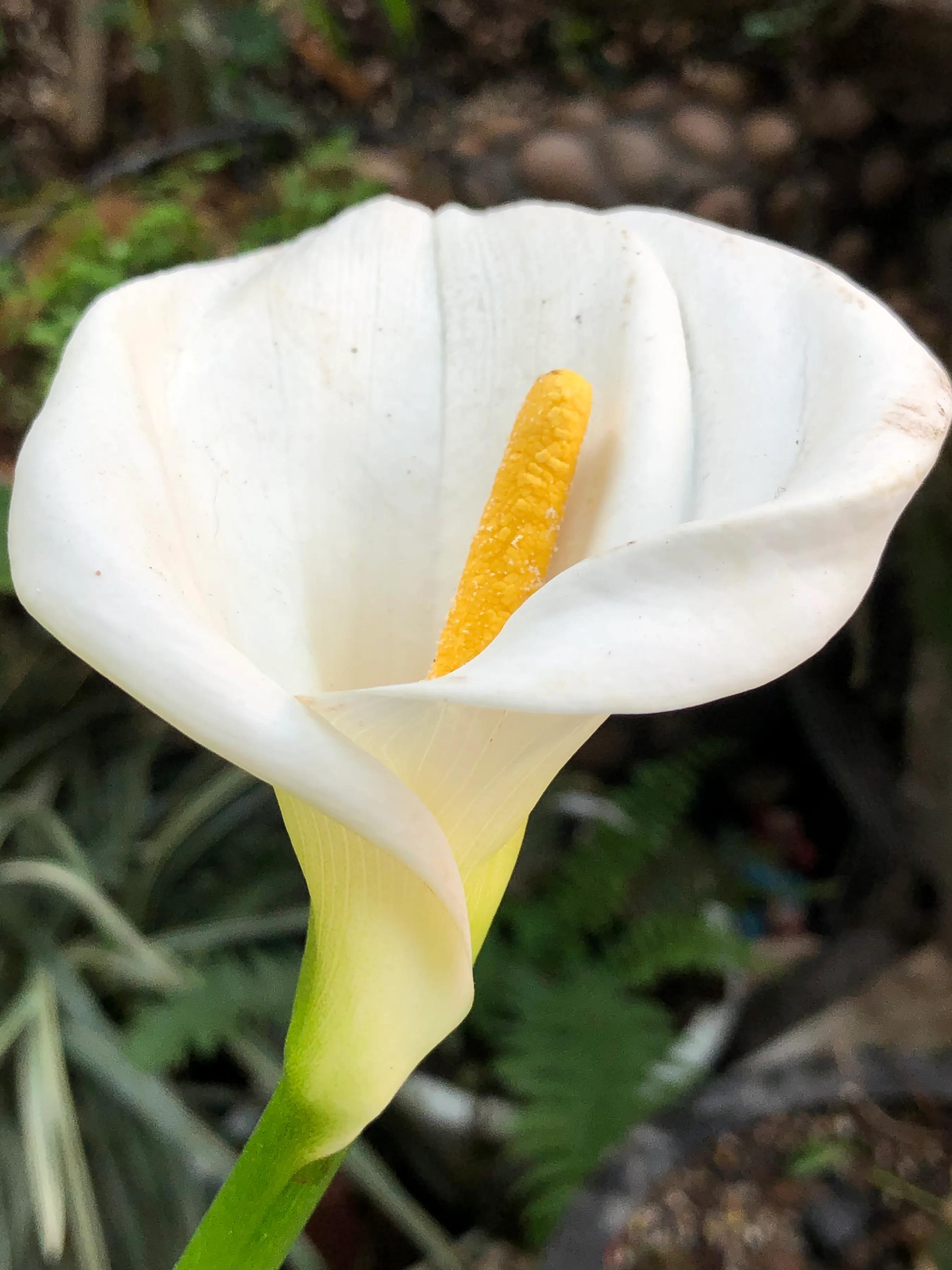 白马蹄莲跟彩色马蹄莲哪个品种好,洁白的马蹄莲图片