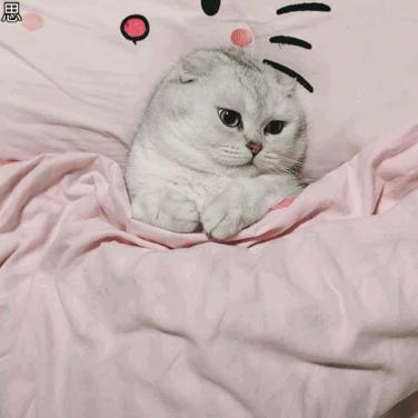 猫咪爱你的症状,猫咪想养你的10大征兆