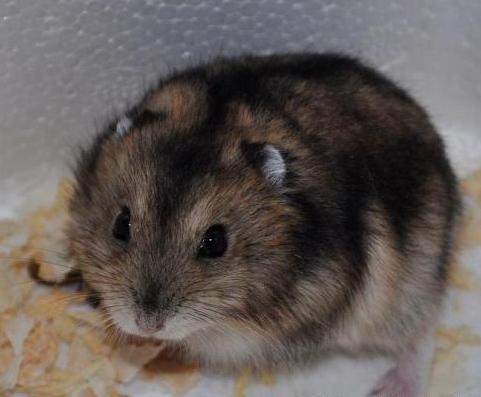 仓鼠喝酒比人喝酒量还要高,仓鼠能喝的酒是什么酒型