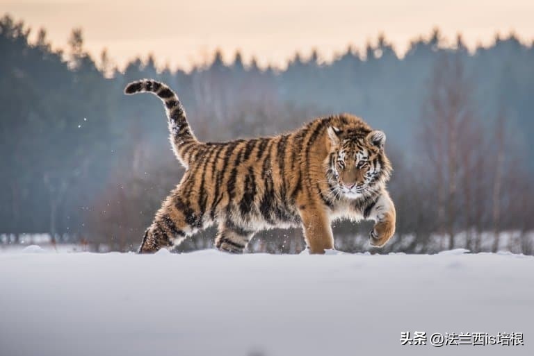 黑龙江饶河境内发现东北虎,黑龙江饶河东北虎出没
