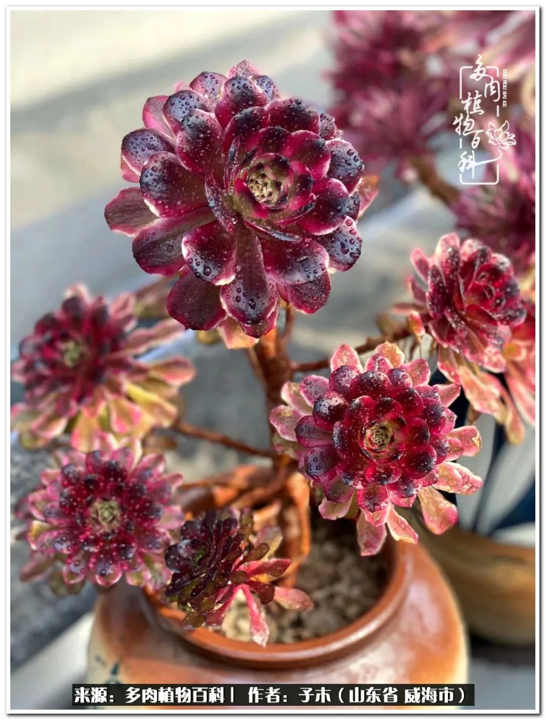 法师多肉成长史,法师多肉新手教程