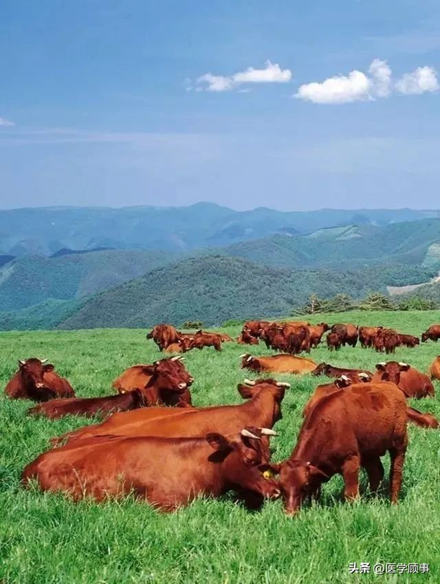 生鲜牛肉哪个品牌的好,牛肉品牌排行榜前十名