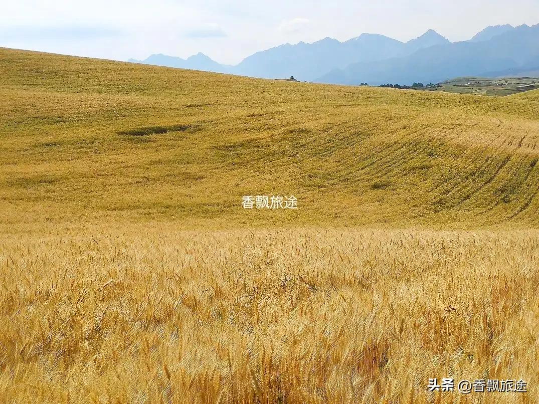 新疆伊犁州江布拉克,新疆奇台江布拉克