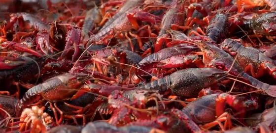 小伙养龙虾,小伙养十只大龙虾