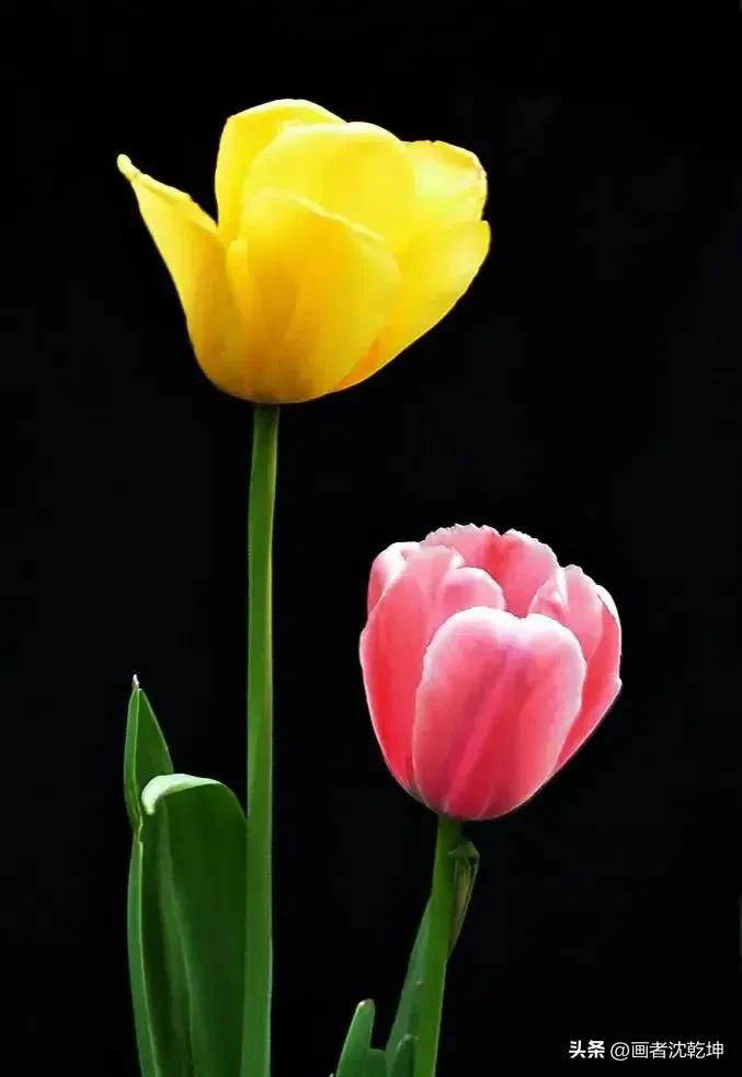 绝美郁金香花图片,绝美郁金香图片大片