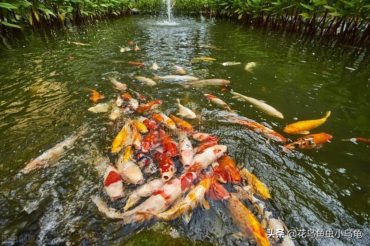 新手锦鲤怎么养活的,锦鲤怎么养才能养活自己