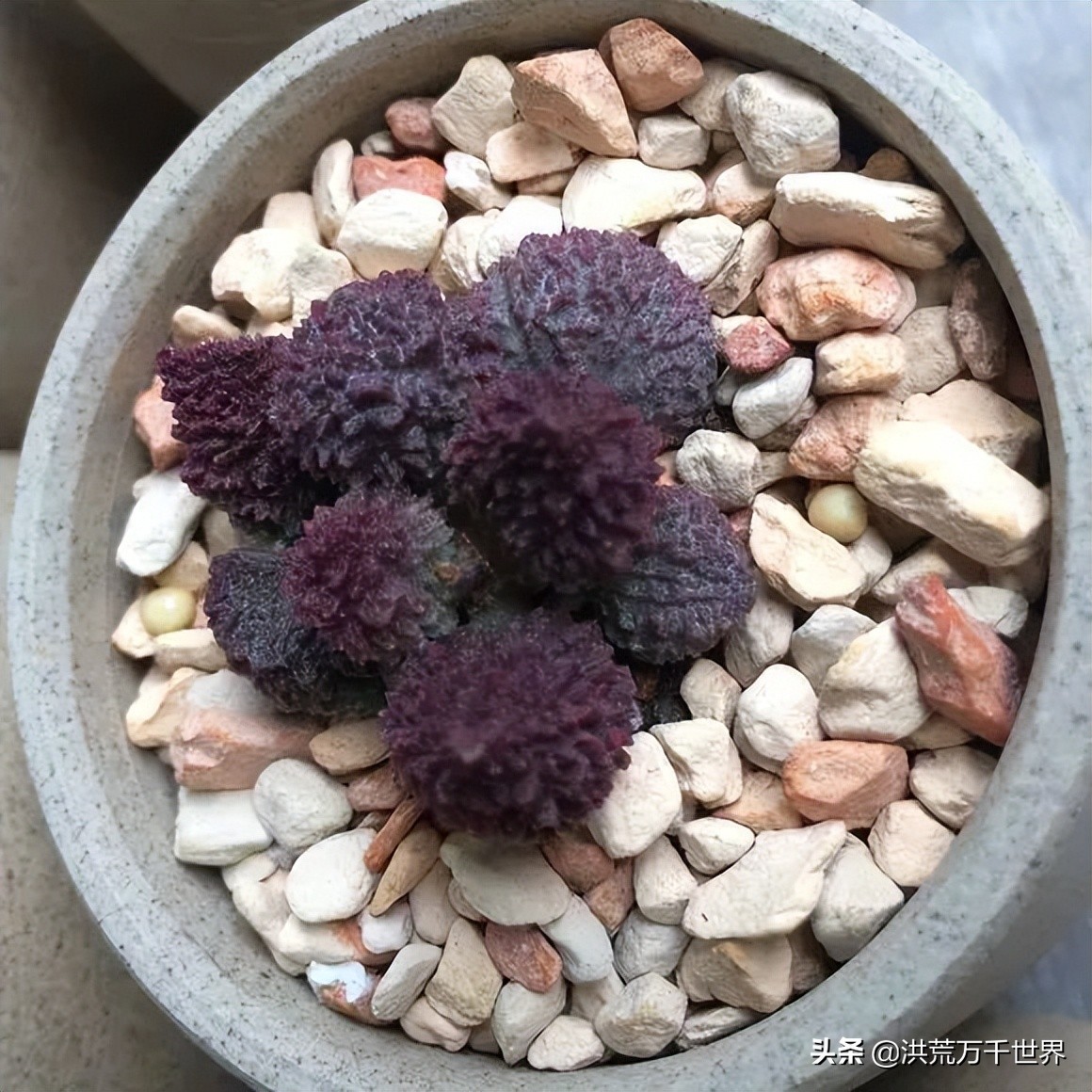 16元的多肉品种大全,水泡多肉养殖方法