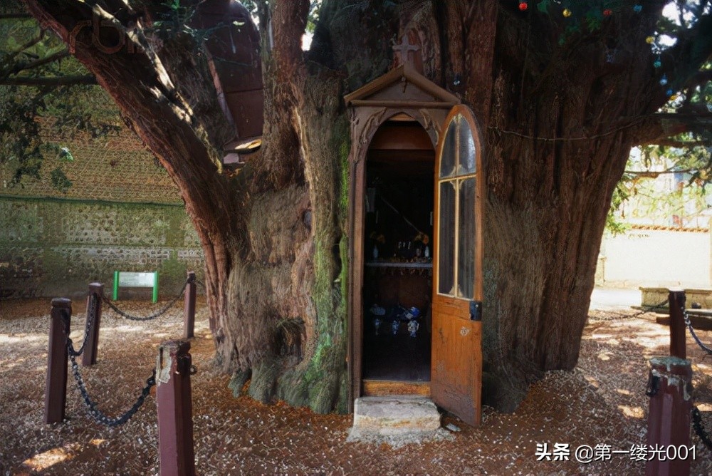 红豆杉是死亡之树能种家里吗,红豆杉为什么突然生长