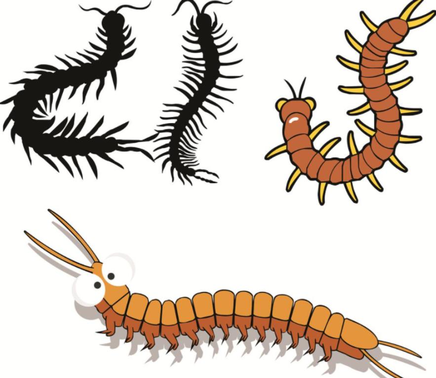 五毒之一的蜈蚣为什么怕公鸡,公鸡为什么能打败蜈蚣