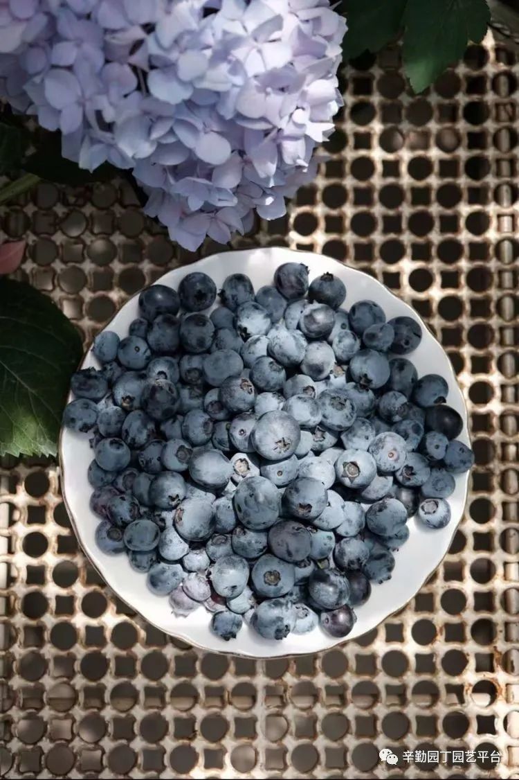 第八届园丁奖露台组《030号》洛基花园