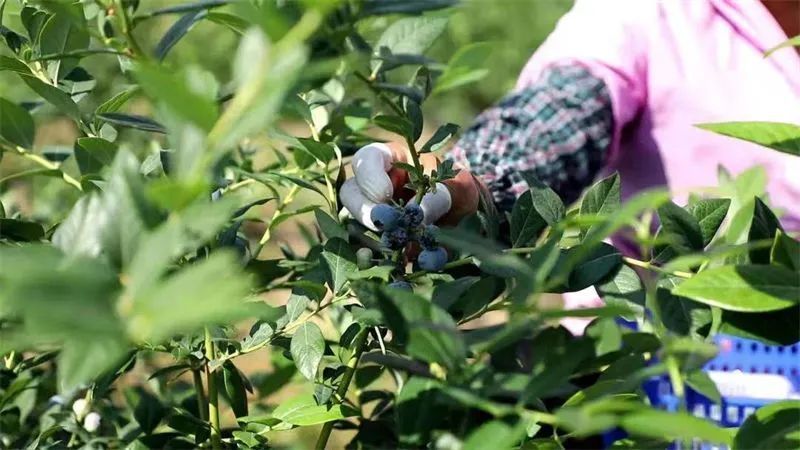 浜戝崡鎬掓睙鍗佸ぇ蹇呭悆缇庨,浜戦鍝佸皾鑸屽皷涓婄殑绾㈡渤