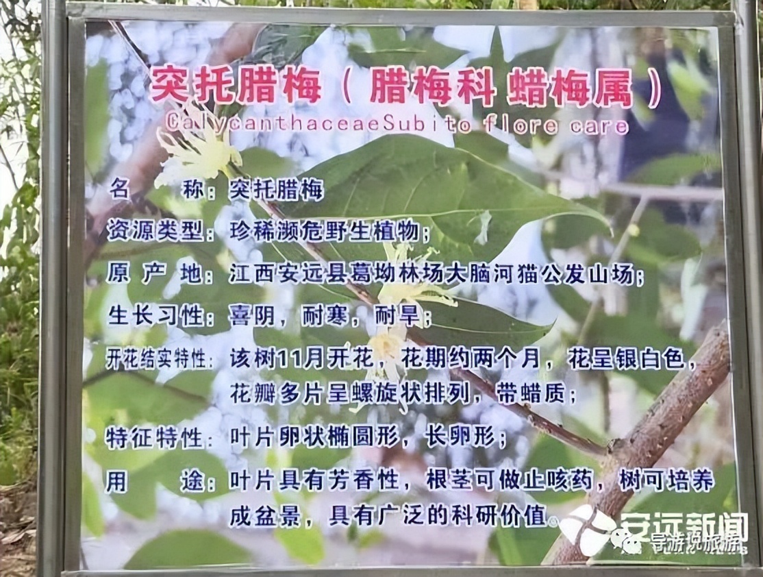 江西赣州三百山旅游景点排名,江西赣州安远三百山风景区