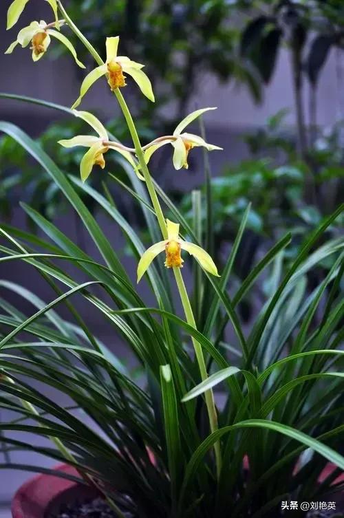 鎯呯悊鍑鸿嚜鍝噷,鎯呯悊浣曞湪