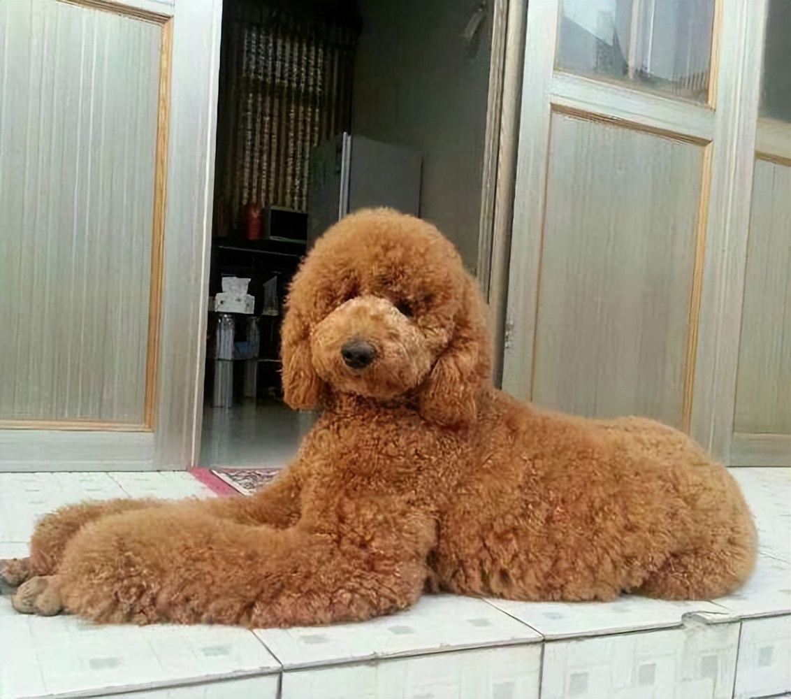 急性胰腺炎疑难病例讨论,狗狗为什么会得急性胰腺炎