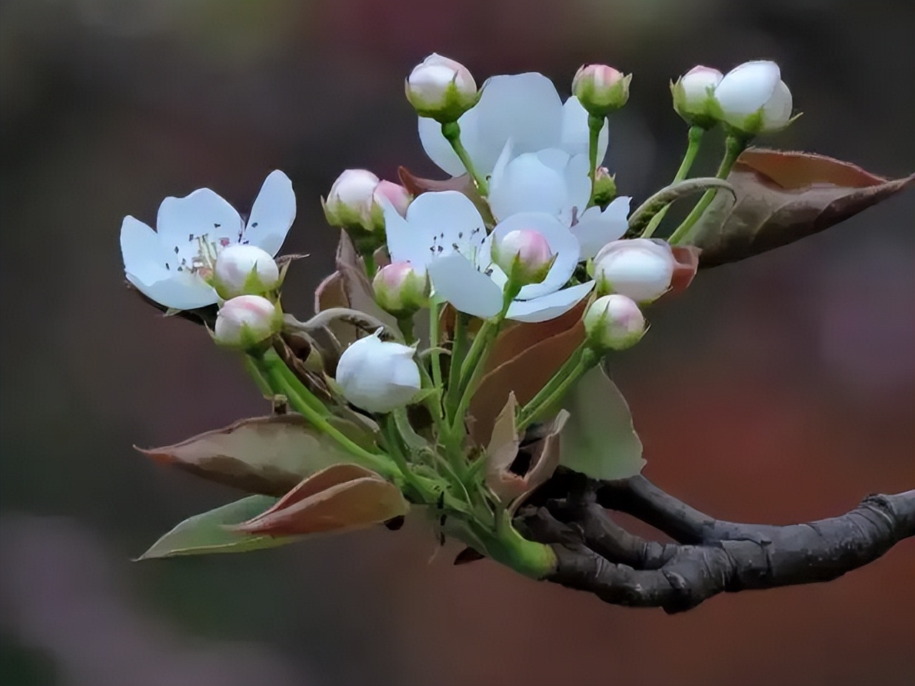 花海春日赏花的n种方式,超适合春天去的30个赏花地