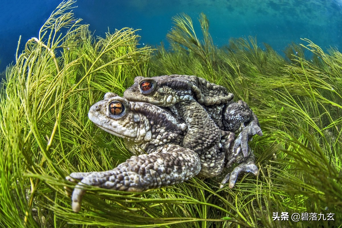 两只松鼠的爱：赢得2021年度特写摄影师挑战赛