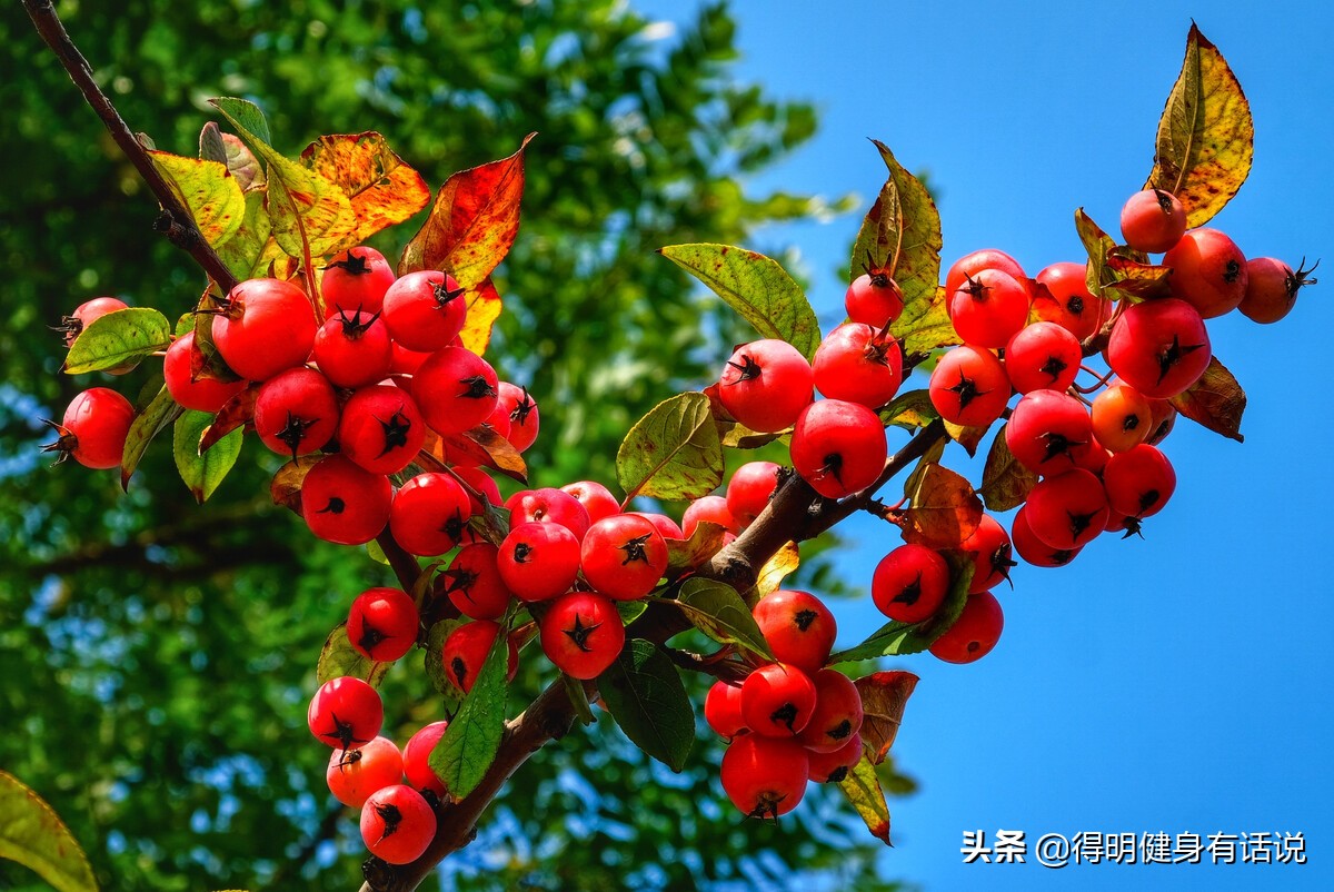 山楂开胃是靠酸性吗,吃山楂可以开胃吗