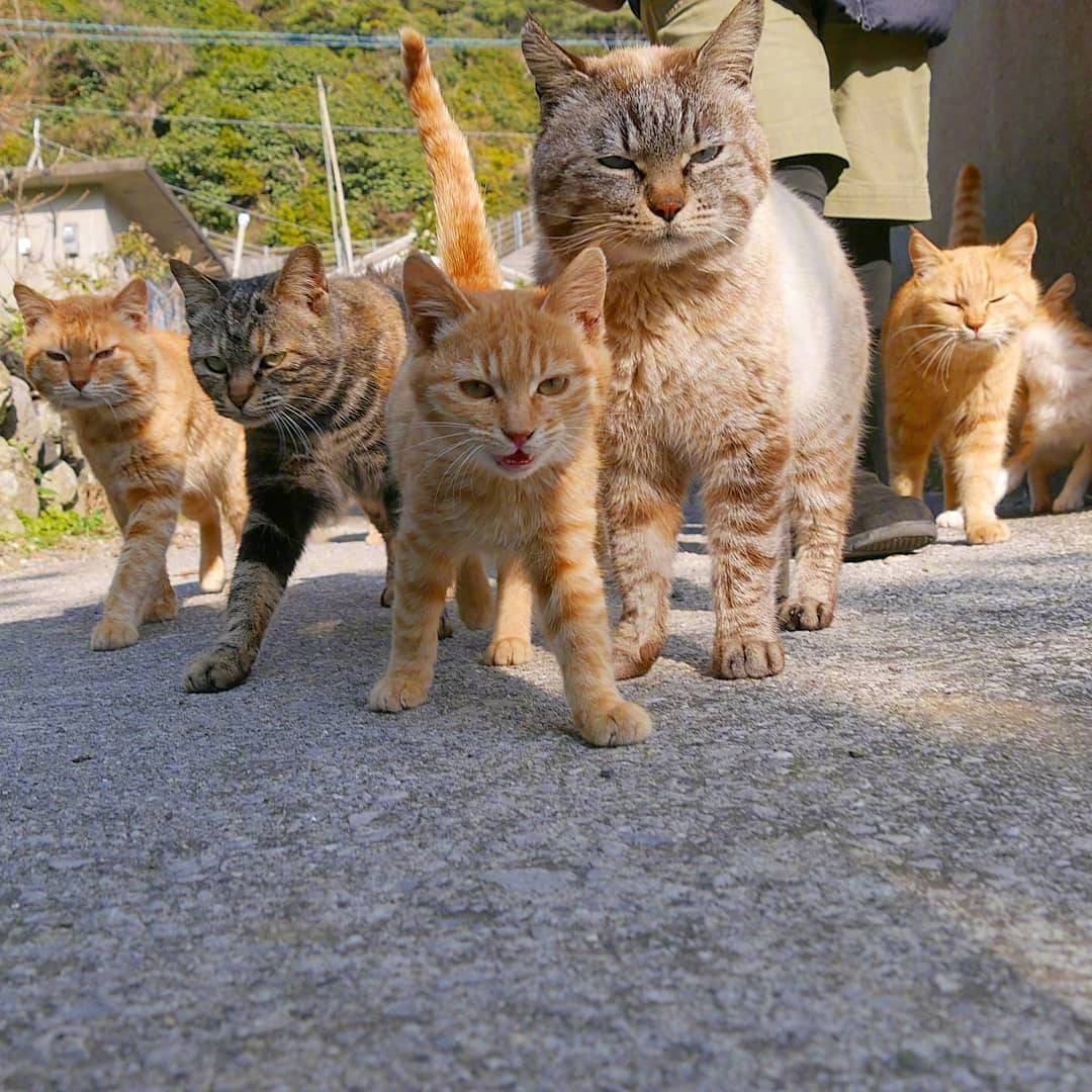 1000只猫鼠大战,72只猫灭鼠大战真实视频