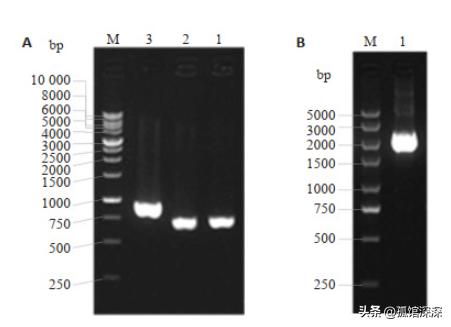 奇异性变形杆菌,奇异变形杆菌内源性感染