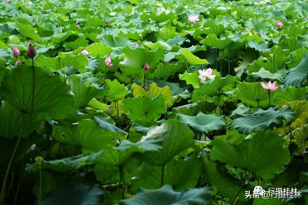 桂林荷花景点,桂林赏花目的地推荐