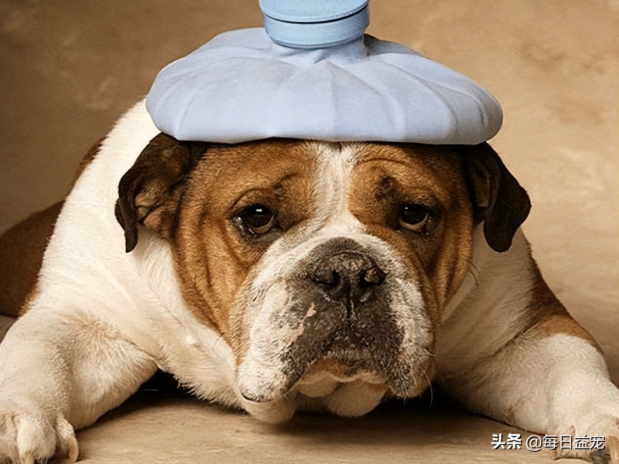 狗狗发烧怎么治疗最快最有效,狗狗发烧后腿站不起来是怎么回事