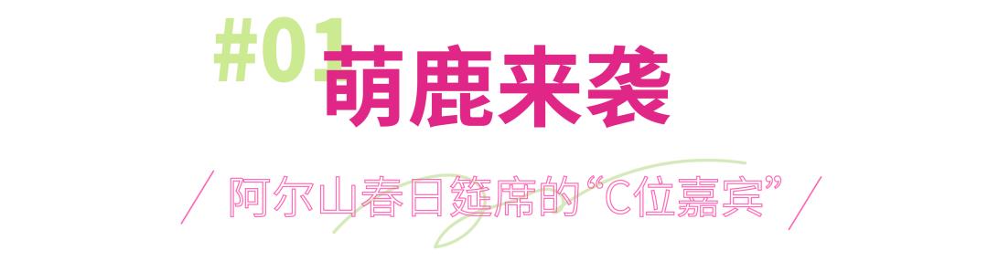 风景文创|阿尔鹿春日换新衣，杜鹃花阿尔鹿泰萌啦，你觉得呢？