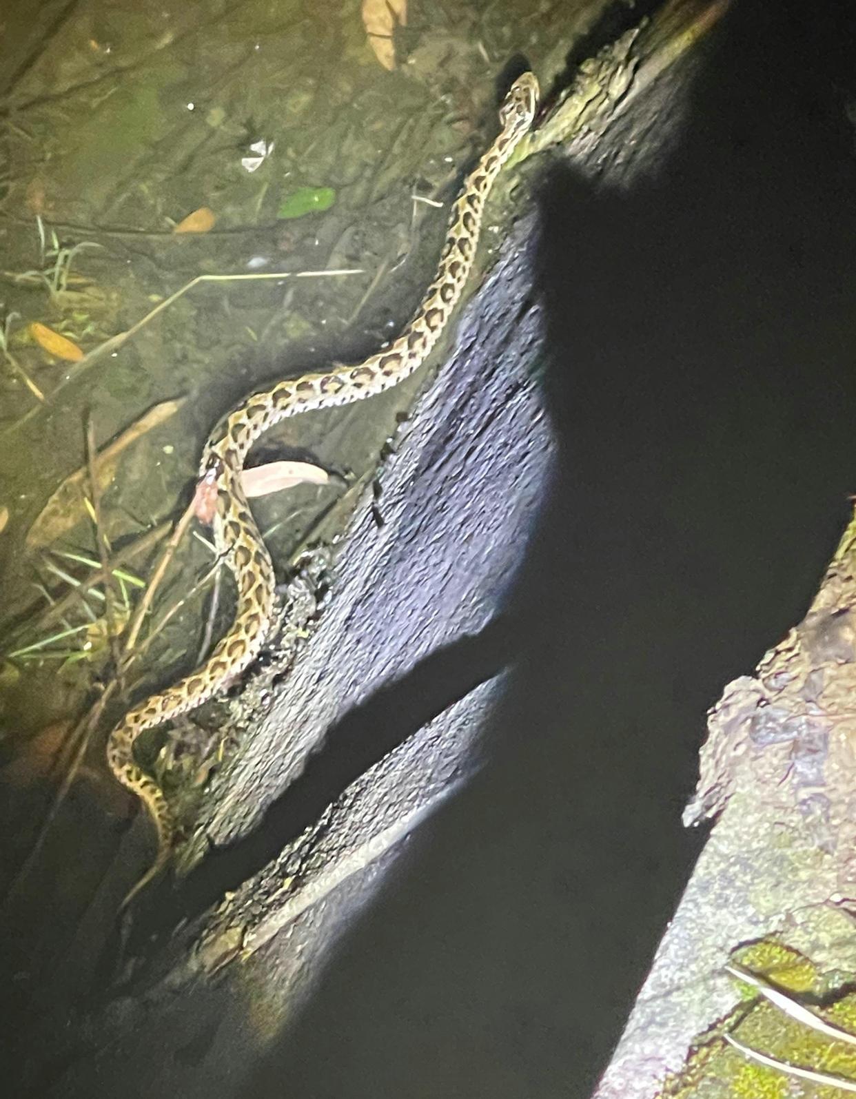 惊险！上海夜钓者水渠捞龙虾捞到两条短尾蝮，钓者：都放生了