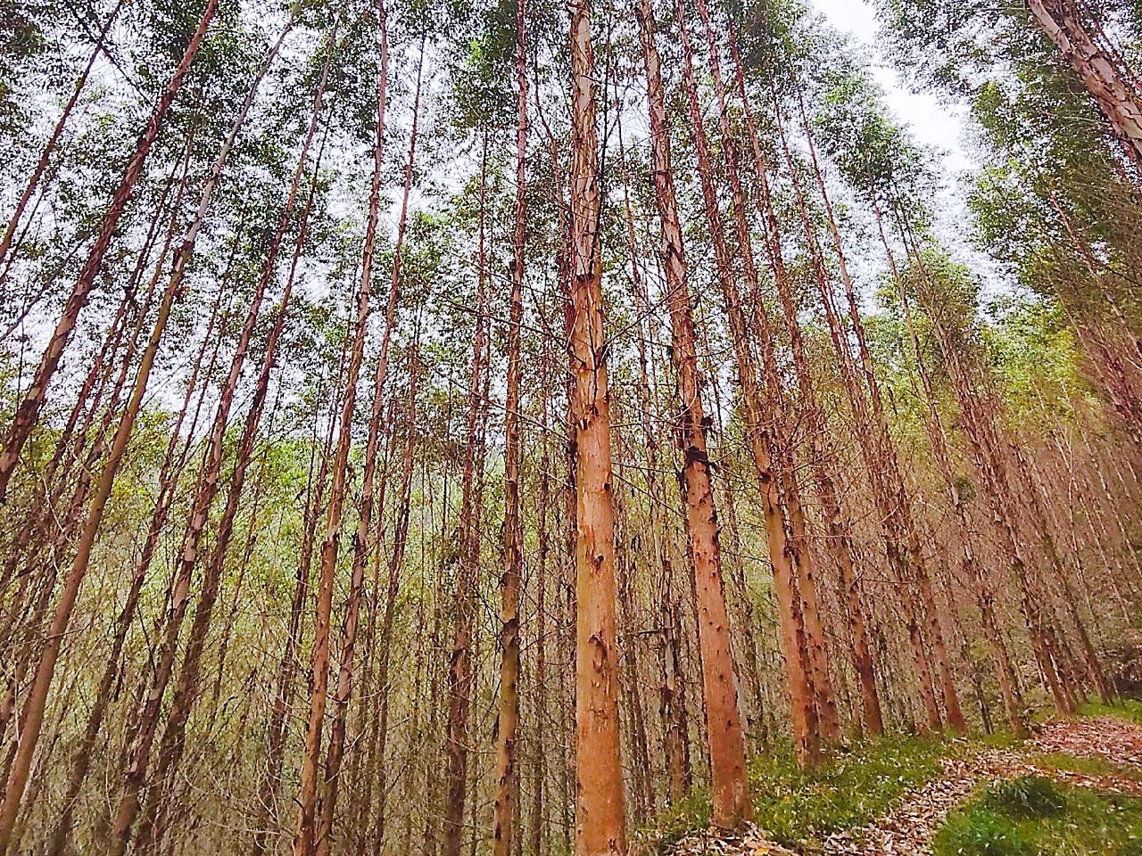 桉树怎么种才能不怕风吹倒,在老家种点桉树不容易啊