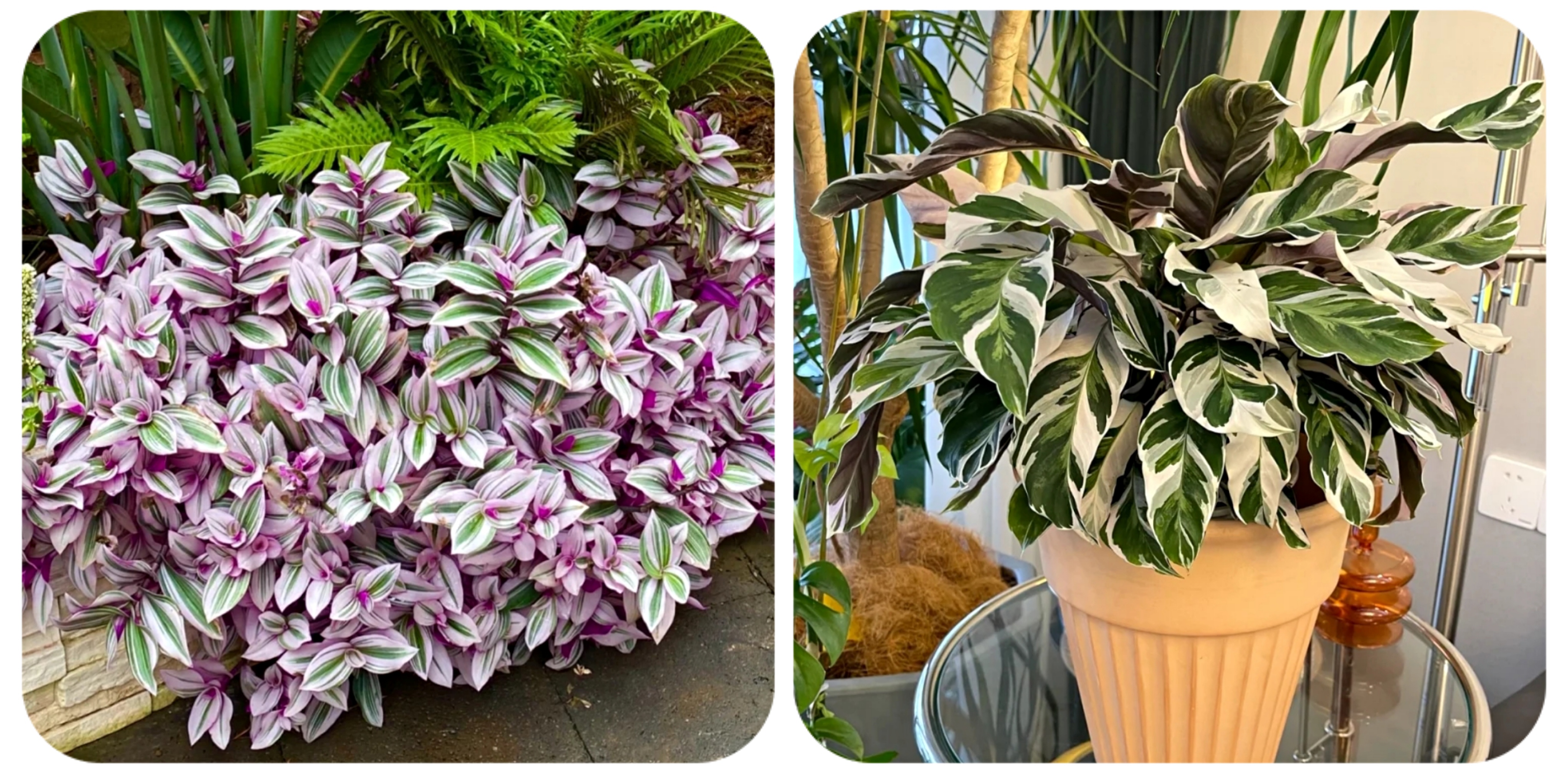 100个阳台养什么花好,100种阳台养的花草