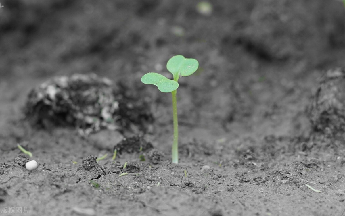 球王贝利离世文案,球王贝利离世