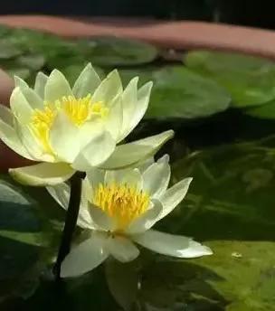 荷花散文朱自清,荷花散文朗读视频