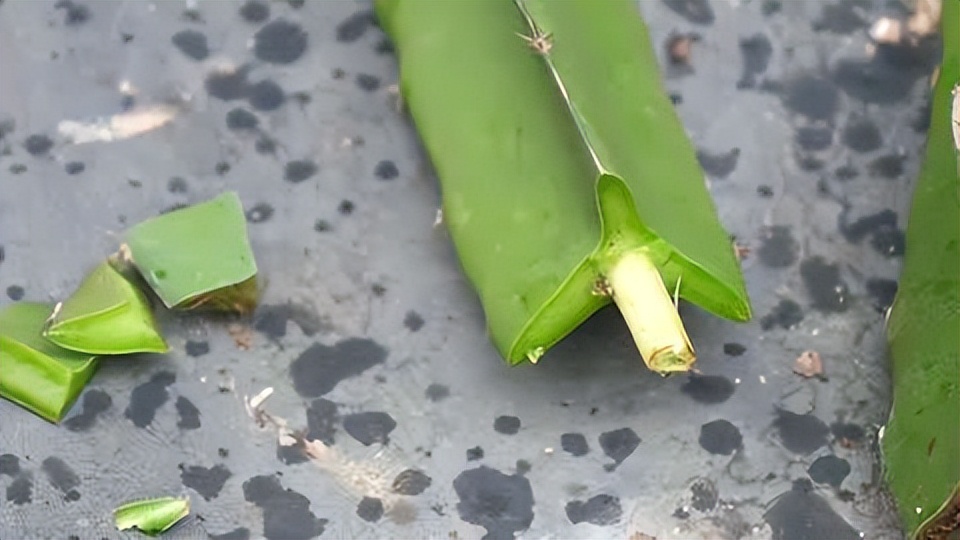 火龙果插枝越长越好吗,火龙果是幼枝插好还是老枝好