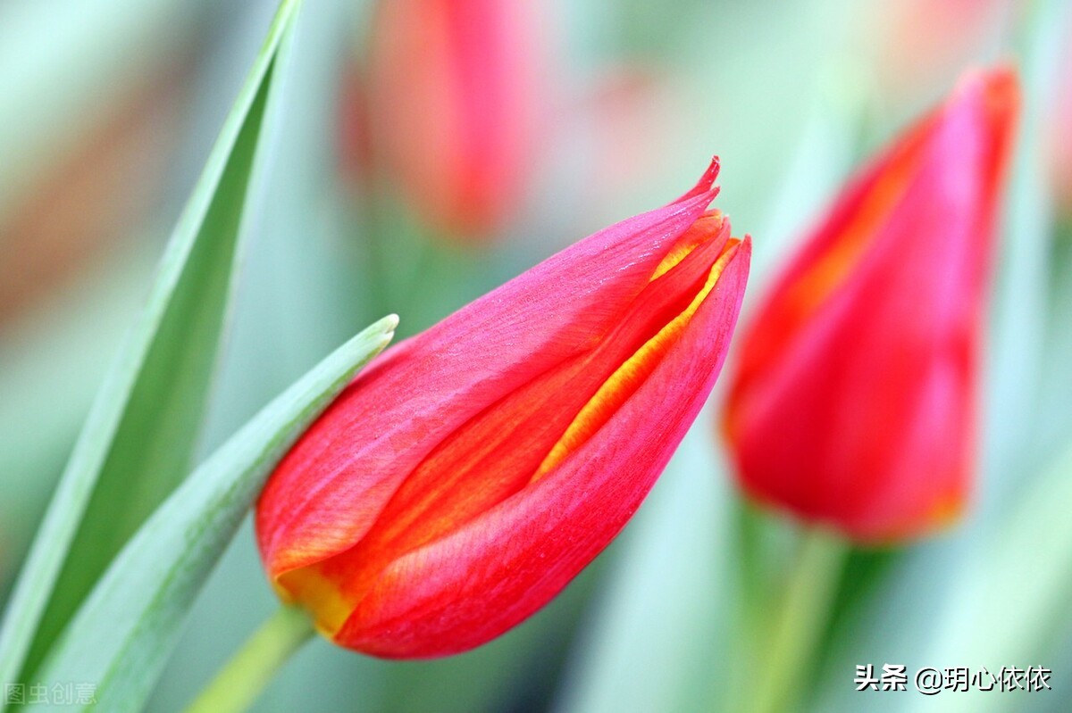 这些星座把自己活成财神爷，内心强大能力出众，心如真金光耀众生