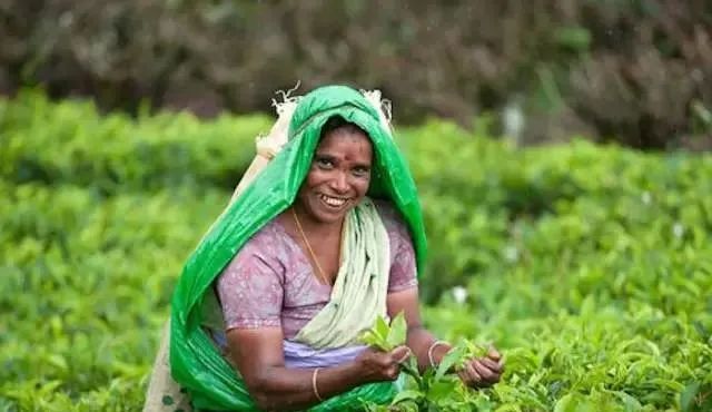 喝茶的国家有哪些,世界上喝茶的国家有哪些