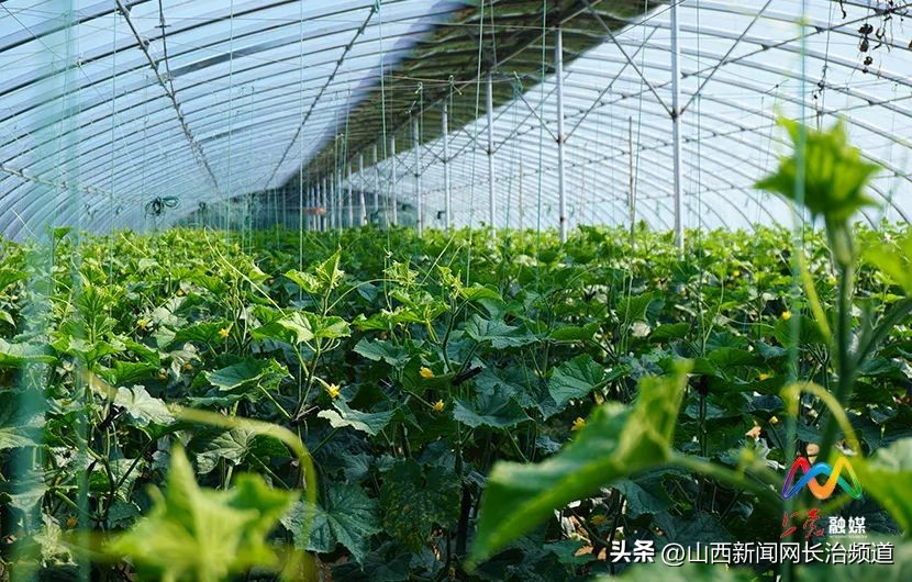 乡村振兴示范村主任,上党区郝家庄乡西下郝村