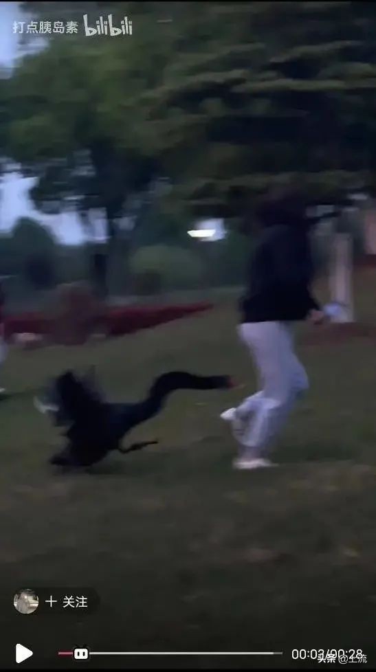 被黑天鹅打得措手不及,学校黑天鹅被学生拿