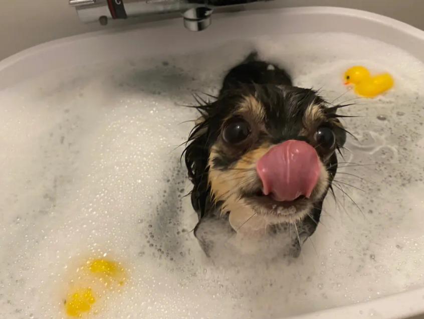 在狗市买狗需要注意哪些事项,在狗市买狗应该注意什么事项