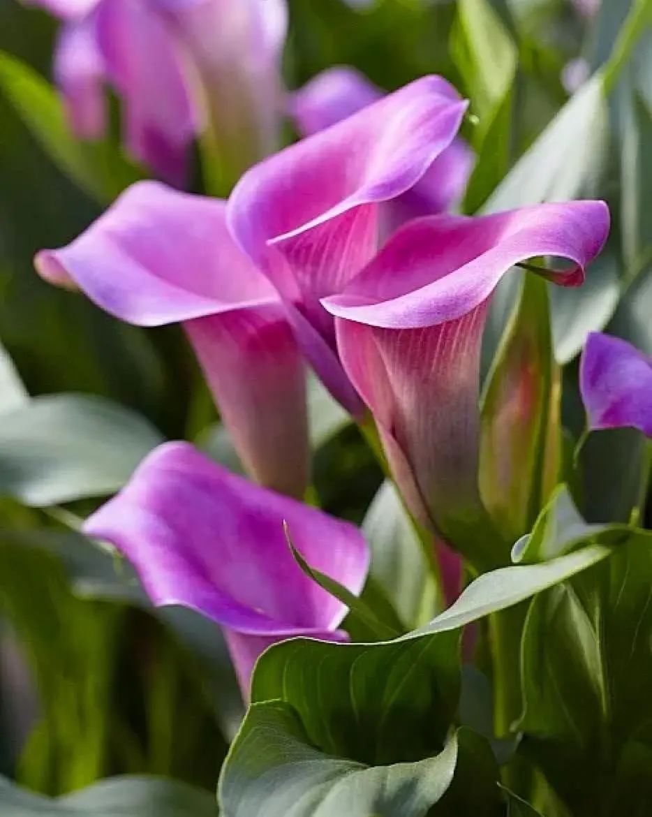 马蹄莲要开花了怎么养护,马蹄莲开花后怎么养护和管理