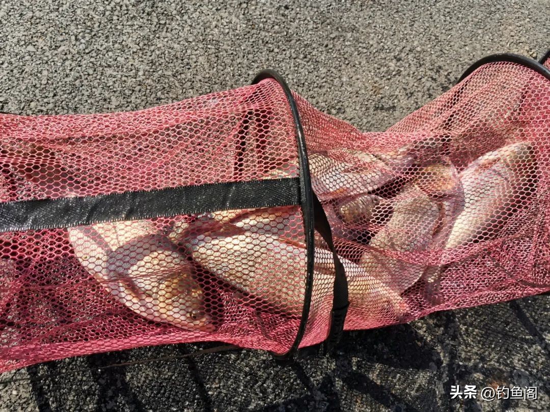 钓鲢鳙你必须知道的事儿,钓鲢鳙的方法和注意事项